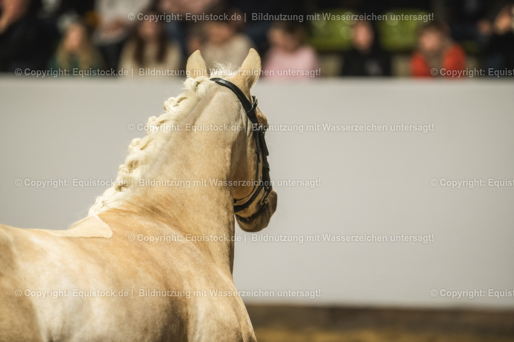 20240302_Hengstvorstellung_Marbach_TOMsPiC_0846-2 | equistock