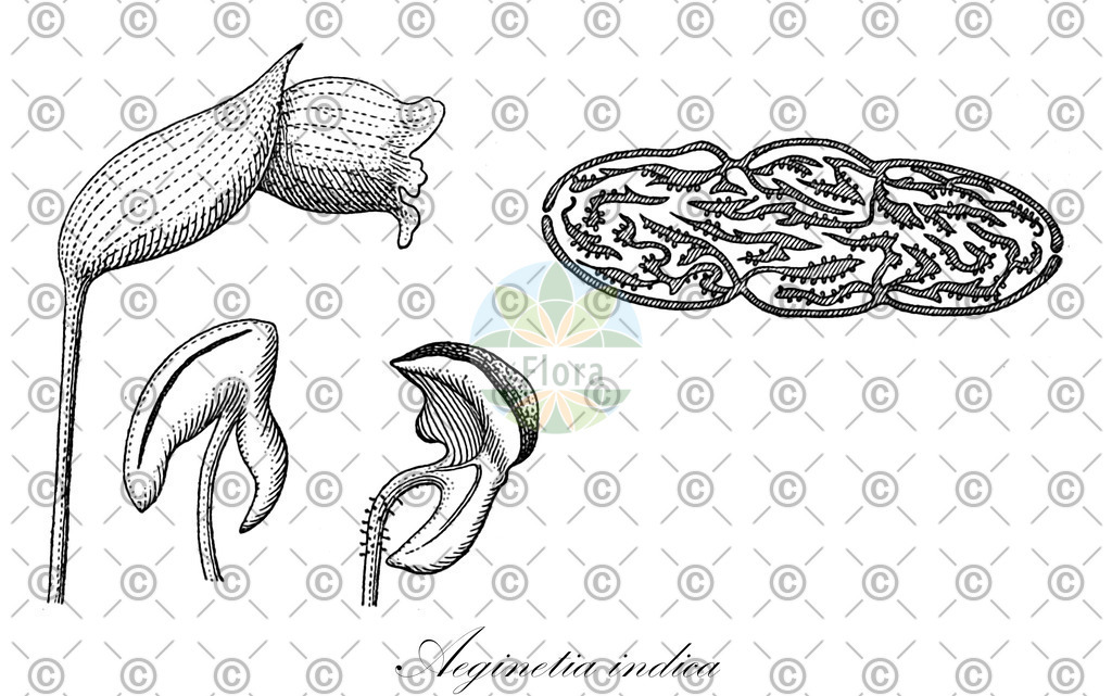 HistAbb_wfo-0000521508_200_ENZY_Simple | Historische Abbildung von Aeginetia indica - Orobanchaceae | Historical Illustration of Aeginetia indica - Orobanchaceae