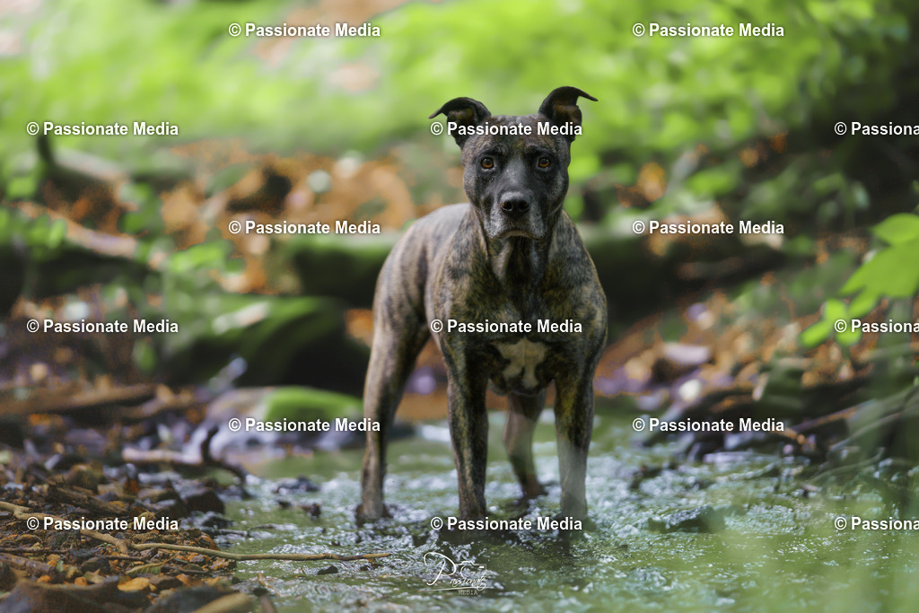 _DSC1720 | Passionate Media, dein Fotograf aus Brandenburg, Märkisch Oderland, im Bereich Motorsport, Autos und Motorräder sowie Events und auch Hunde. Shootings oder auch Eventbegleitungen können bei mir gebucht we