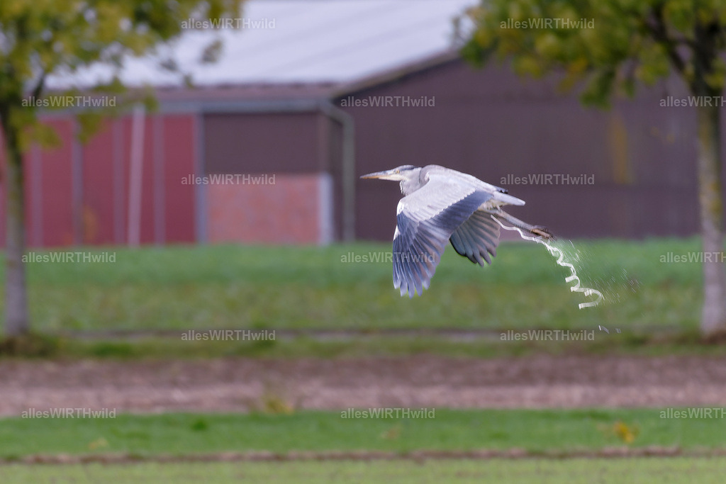 Daniel Wirth - www.allesWIRTHwild.de -_AWG7716-DNG_DxO-2 | Entdecke die faszinierende Welt der Natur- und Wildlife-Fotografie von Daniel und Bärbel. Inspirierende Bilder von wilden Tieren und kleinen Naturwundern.