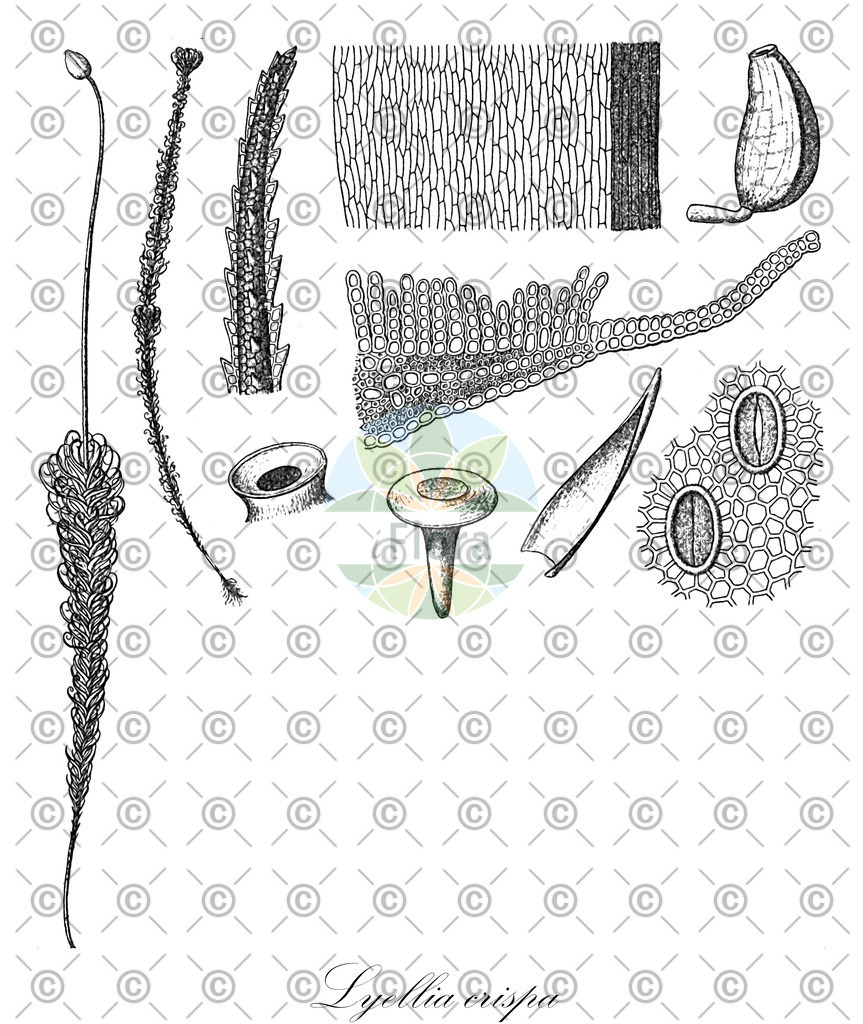 HistAbb_wfo-0001102167_1_ENZY_Simple | Historische Abbildung von Lyellia crispa - Polytrichaceae | Historical Illustration of Lyellia crispa - Polytrichaceae