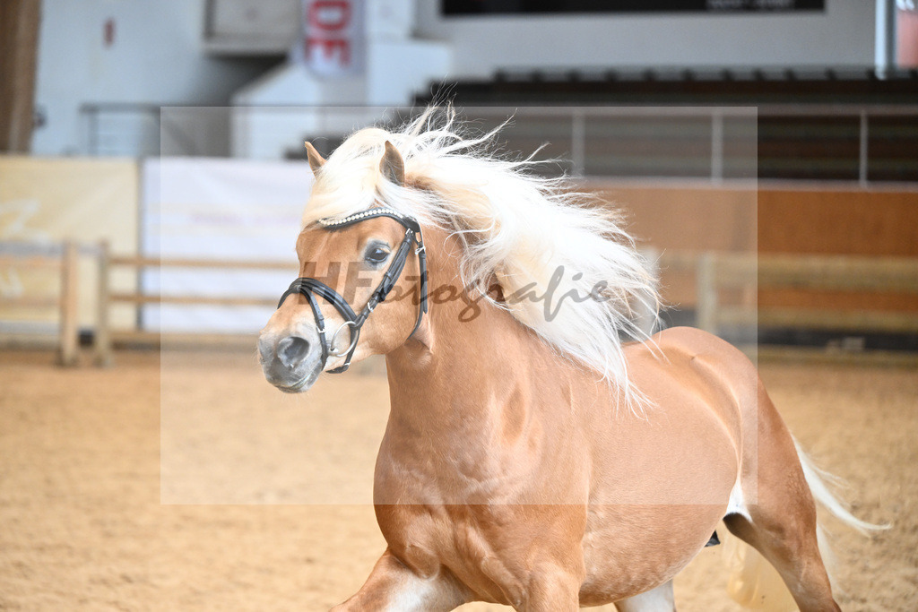 Kat-Nr. 13 Akino v. Akitano_Bleicher_6240258 | hf-fotografie - Realisiert mit Pictrs.com