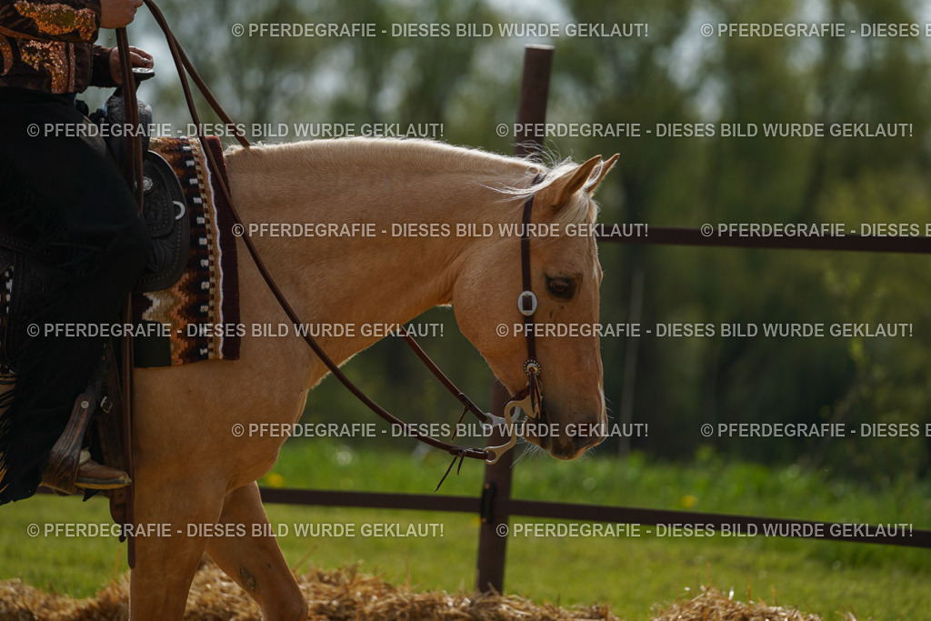 DSC02174 | Pferdegrafie