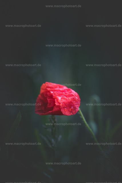 Mohnblüte | Eine Mohnblüte kurz vor der Entfaltung - Realisiert mit Pictrs.com