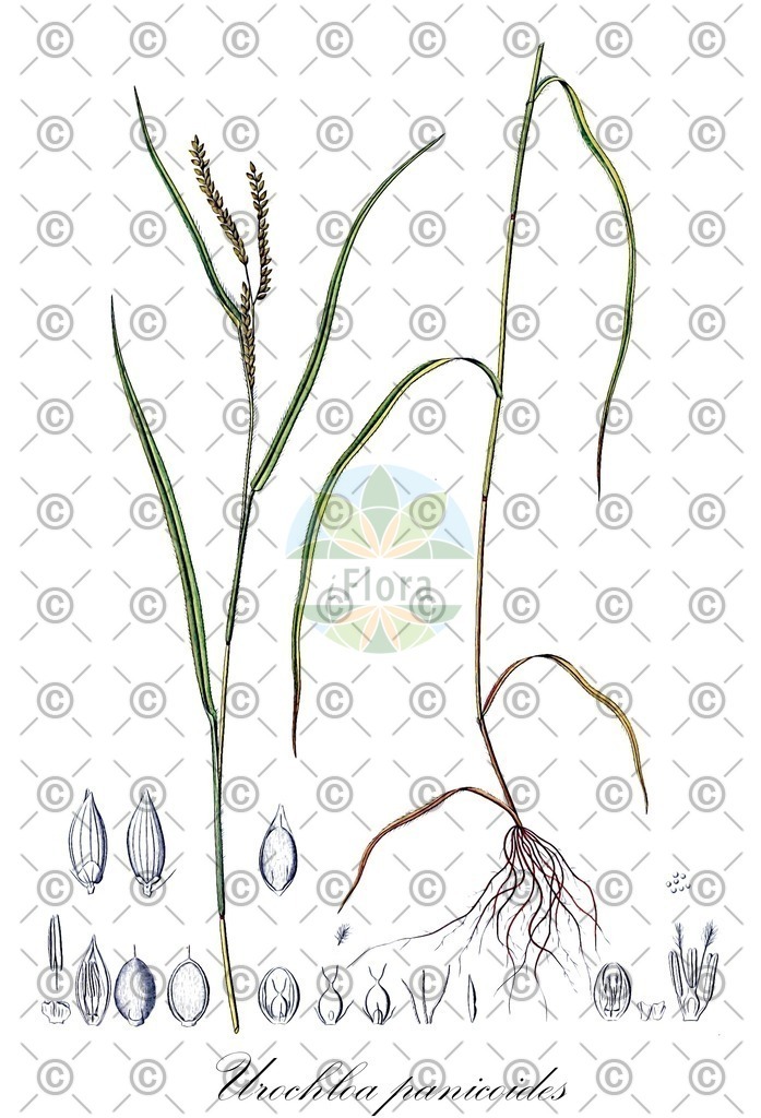 HistAbb_7Q5X8_1_ENZY_Simple | Historische Abbildung von Urochloa panicoides - Poaceae | Historical Illustration of Urochloa panicoides - Poaceae (sharp-flowered signal-grass)