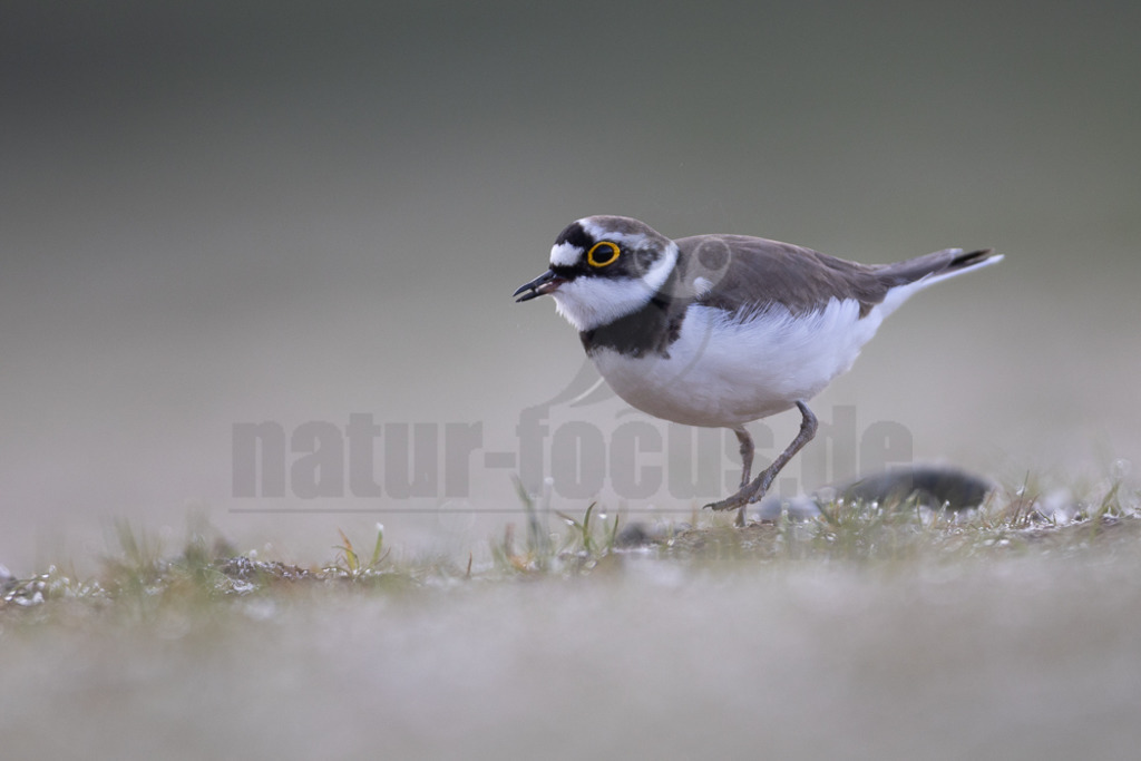 20220428063459 | Der Bildershop von www.natur-focus.de bietet ihnen den einfachen Kauf von Bildmaterial per Download aus allen Bereichen der Natur. In den Galerien finden sie Landschaftsfotos, Tierbilder und natürlich auf Pflanzenfotos. - Realisiert mit Pictrs.com
