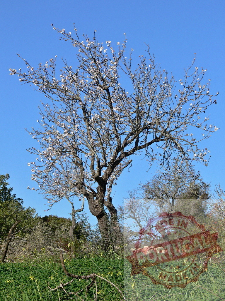 Almond tree blooming in a green field under blue sky | Almond tree blooming with white flowers in a natural green landscape under a clear blue sky - Realisiert mit Pictrs.com