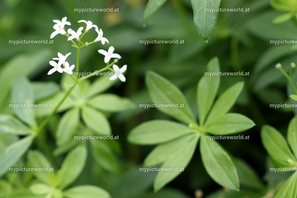 Waldmeister-001 | Das Bilderarchiv über Tiere, Planzen und Landschaften. In der Bilddatenbank finden Sie ein große Auswahl an hochwertigen Bilder für Ihre Werbung - Realisiert mit Pictrs.com