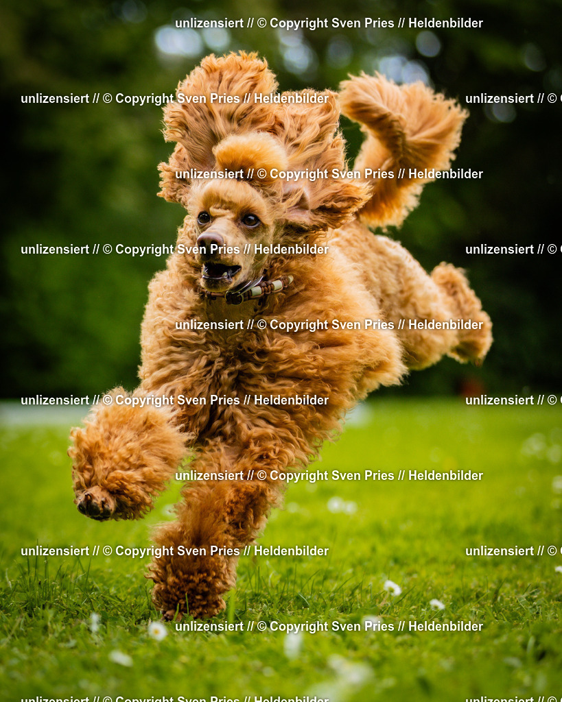 Sven Pries | 2025-05-29 - Pudelrennen KA-Durlach - Realisiert mit Pictrs.com