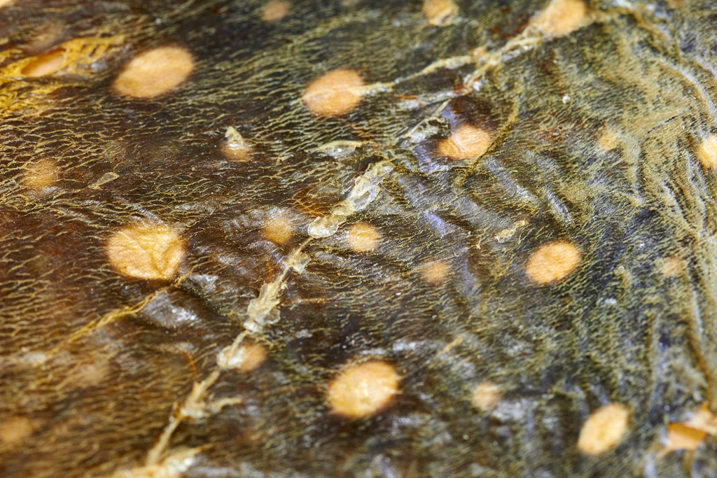 Yupitaze Fischtextil | Litschau, Austria - April 02, 2016: Yupitaze Fischtextil; getrocknetes Fischleder vom Gotteslachs. - Realisiert mit Pictrs.com