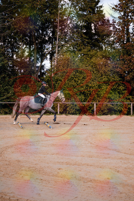 2026_10_03_Siefer-Hof_145034_Z81_28644941 | Professionelle Reitsport-, Turnier- und Eventfotografie von Robert Broda. Galerien mit ausgewählten und bearbeiteten Bildern direkt online ansehen und bestellen.