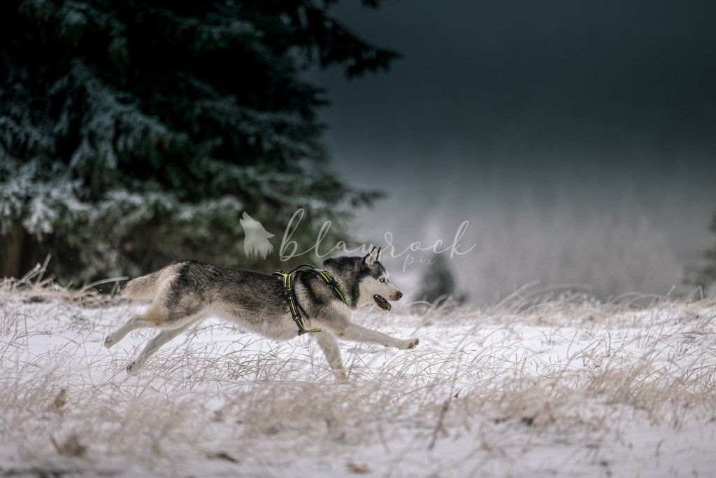 Tier_00034 | Sportbilder, Sportfotograf, Hochzeits- und Eventfotografin, Flugshows, Portraits und Tiershooting, Aviation, Downhill, Nationalleague, Swissleague, International