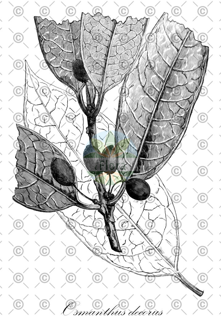 HistAbb_EMP_7500427_1_SIMPLE | Historische Abbildung von Osmanthus decorus - Oleaceae | Historical Illustration of Osmanthus decorus - Oleaceae