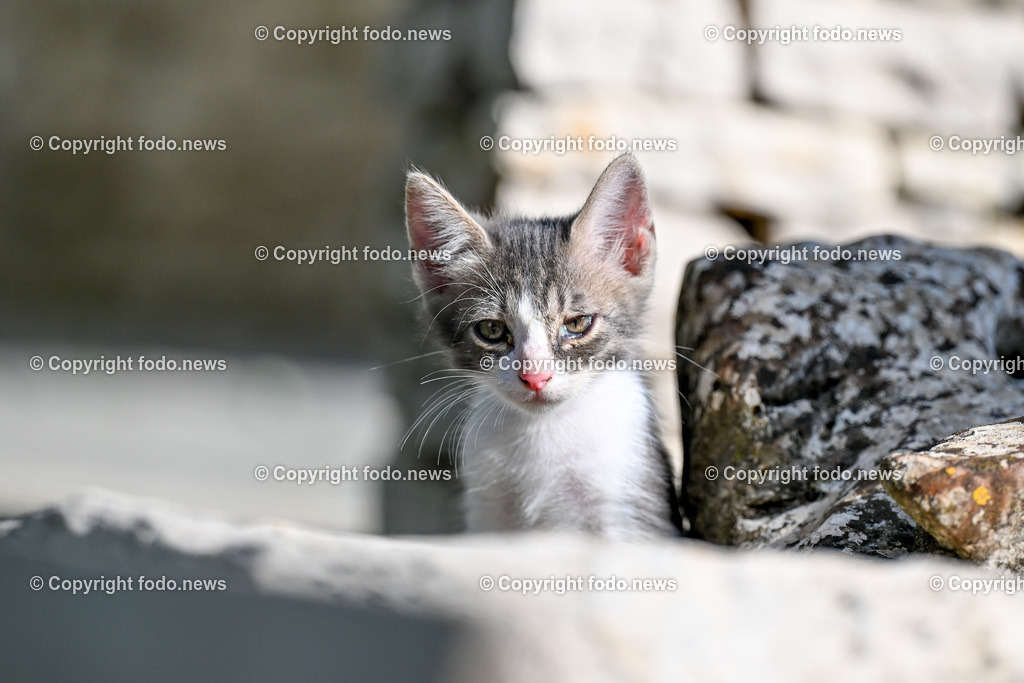 Katze_ Katzen_ 16.10.2024-26 | 16.10.2024, Linz, AUT, Haustier, Katzen, im Bild Haustier, Katze, Katzen, Kater, Stubentiger, Babykatze, Mietze, Fellnase, Tierfotografie, Heimtier