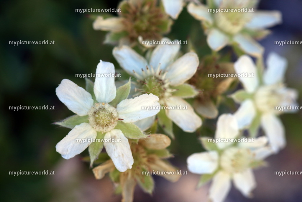 Kalkfelsen-Fingerkraut-002 | Das Bilderarchiv über Tiere, Planzen und Landschaften. In der Bilddatenbank finden Sie ein große Auswahl an hochwertigen Bilder für Ihre Werbung - Realisiert mit Pictrs.com