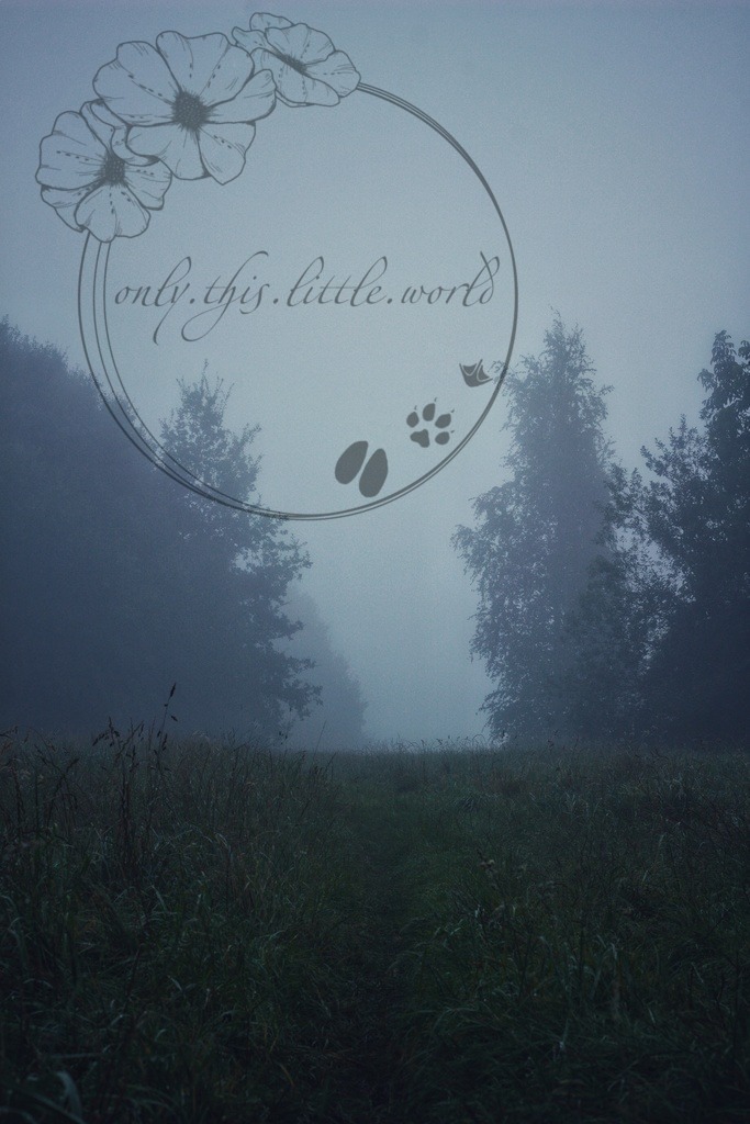 IMG_7591-01 | only.this.little.world - Realisiert mit Pictrs.com