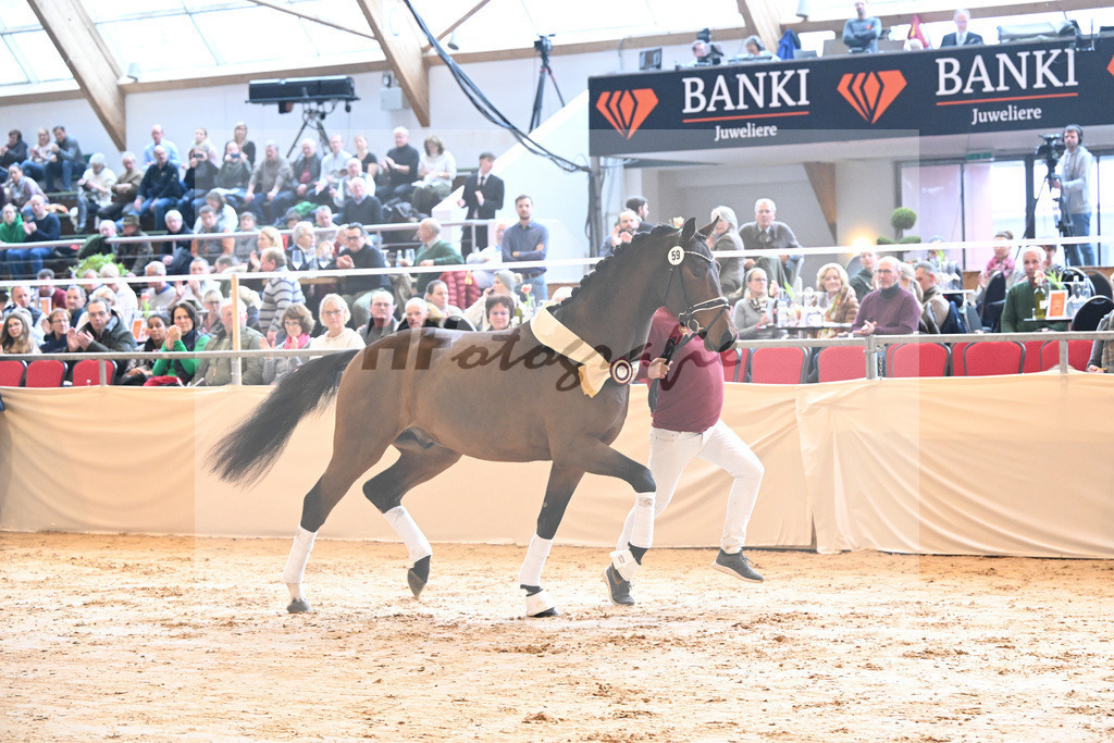 Kat-Nr. 59 Fuerst Samarant_Reesink Horses_1231999 | hf-fotografie - Realisiert mit Pictrs.com