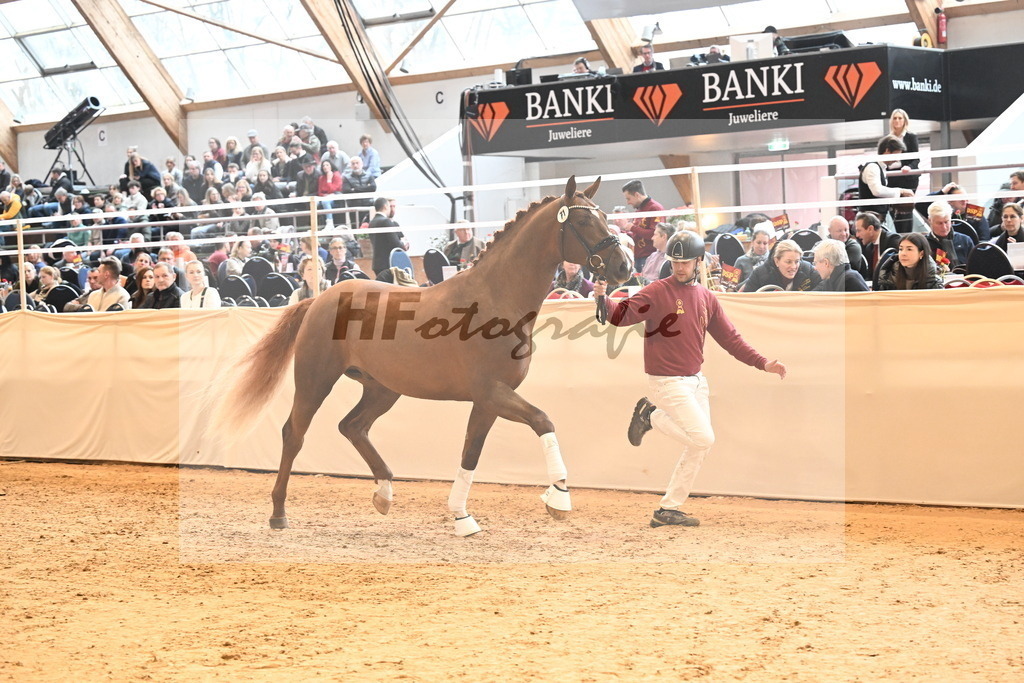 Kat.-Nr. 71 v. Quaterback_Niehe_3265184 | hf-fotografie - Realizzato con Pictrs.com