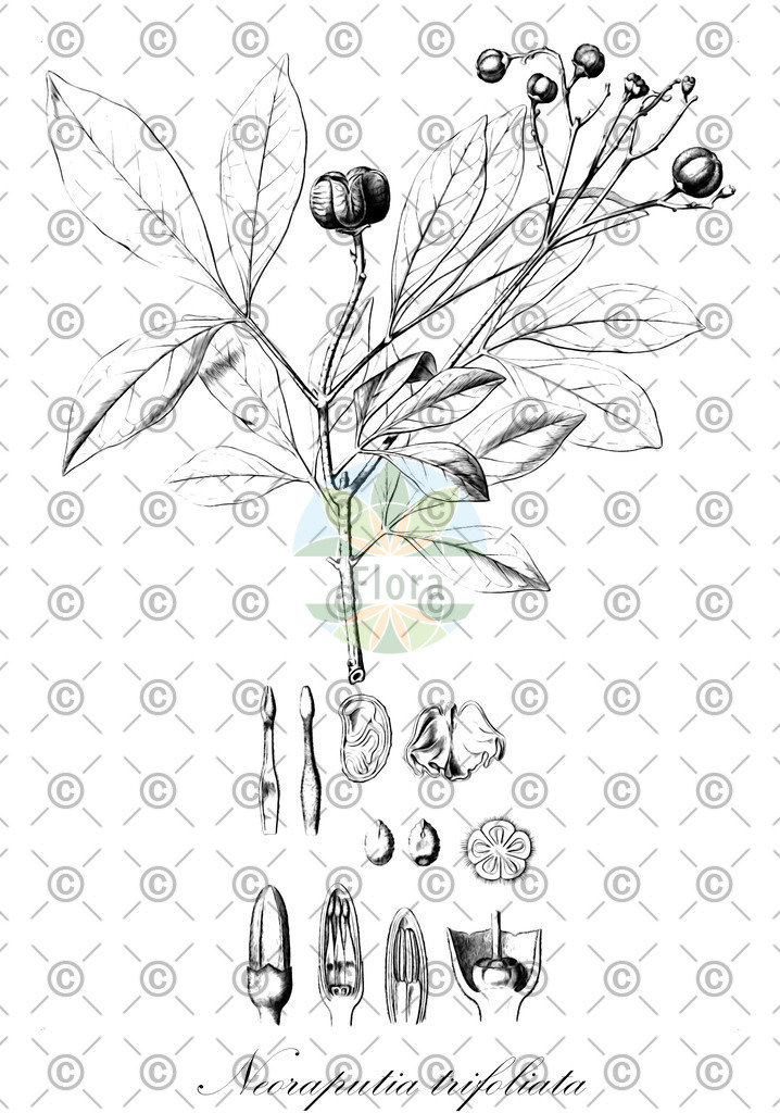 HistAbb_wfo-0000477023_1_ENZY_Simple | Historische Abbildung von Neoraputia trifoliata - Rutaceae | Historical Illustration of Neoraputia trifoliata - Rutaceae