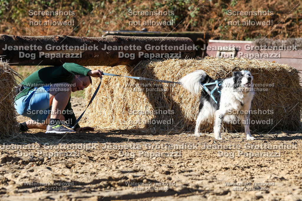 Dog Paparazzi - Strongdog 10-25-2688 | Dog Paparazzi Jeanette Grottendiek Fotografie & Videografie - Realisiert mit Pictrs.com