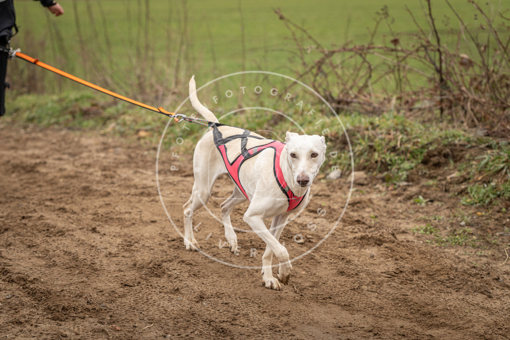 DV3A2682 | Hundefotografie, Tierfotograf, Pfotenfotografie, Fotoshooting Hund, Hunde Portrait, Hundesport, Hundeportraits, Heideshooting, Hunde, Sportfotograf, Hundefotograf, Turnierhundsport, THS,  - Realisiert mit Pictrs.com