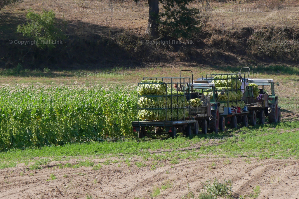 Tabakernte | Stockfotos, Fotos mit Miniaturfiguren und kreativen Ideen. Dabei auch vieles aus der Metropolregion Rhein-Neckar. 