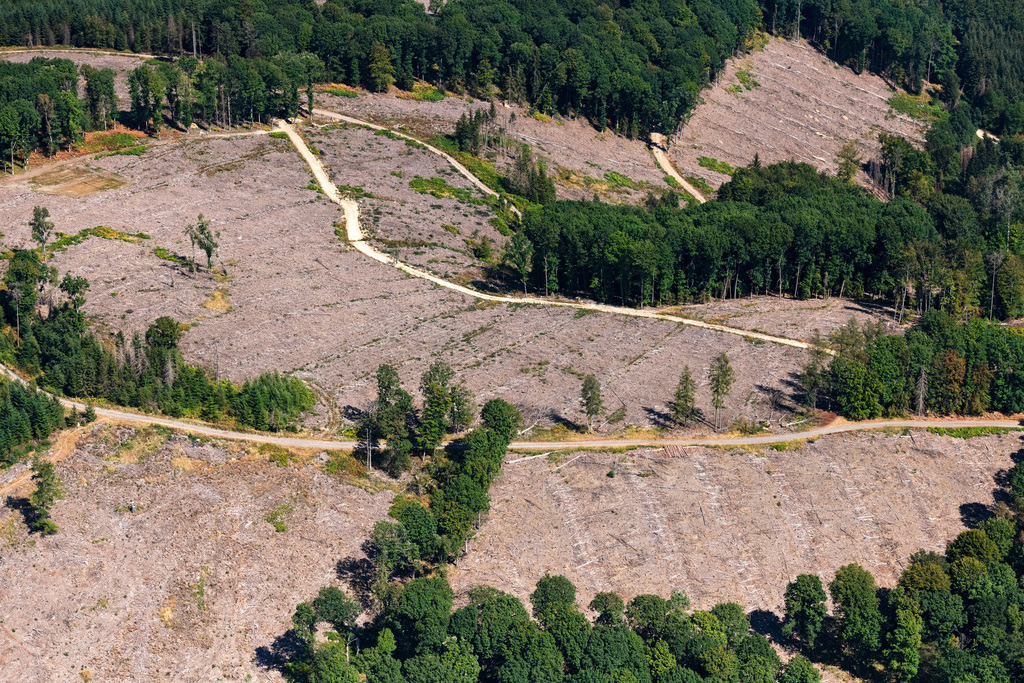 dr__0097630.jpg | ENGELSKIRCHEN 25.08.2022 Baumsterben und Waldsterben durch den Borkenkäfer mit Skeletten abgestorbener Bäume in den Resten eines Waldgebietes in Engelskirchen im Bundesland Nordrhein-Westfalen, Deutschland.