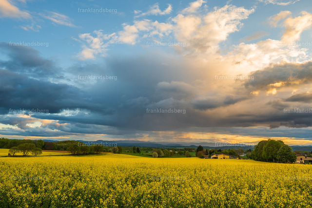 Wolken über einem Rapsfels | Wolken über einem Rapsfeld - Realisiert mit Pictrs.com