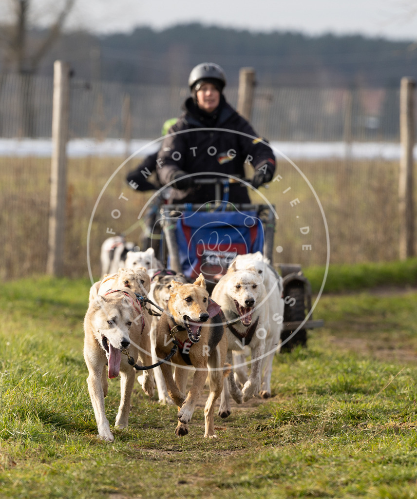 Pfotenfotografie_DV3A6792 | Hundefotografie, Tierfotograf, Pfotenfotografie, Fotoshooting Hund, Hunde Portrait, Hundesport, Hundeportraits, Heideshooting, Hunde, Sportfotograf, Hundefotograf, Turnierhundsport, THS,  - Realisiert mit Pictrs.com
