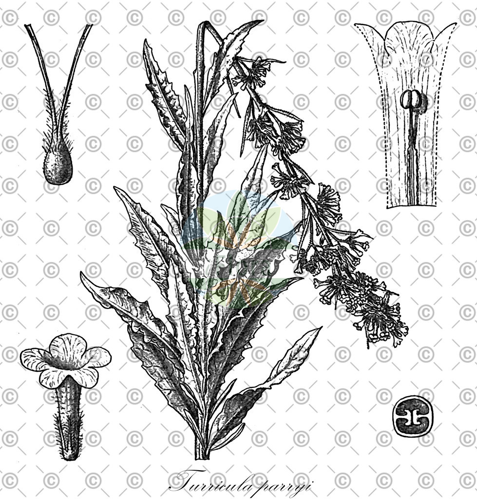 Histabb_EMP_130753_SRC_Koehler_1887_SIMPLE | Historische Abbildung von Turricula parryi - Boraginaceae | Historical Illustration of Turricula parryi - Boraginaceae