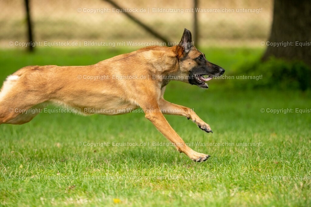 20210728_Schutzhund-in-Bewegung_0021 | Foto: Thomas Hartig