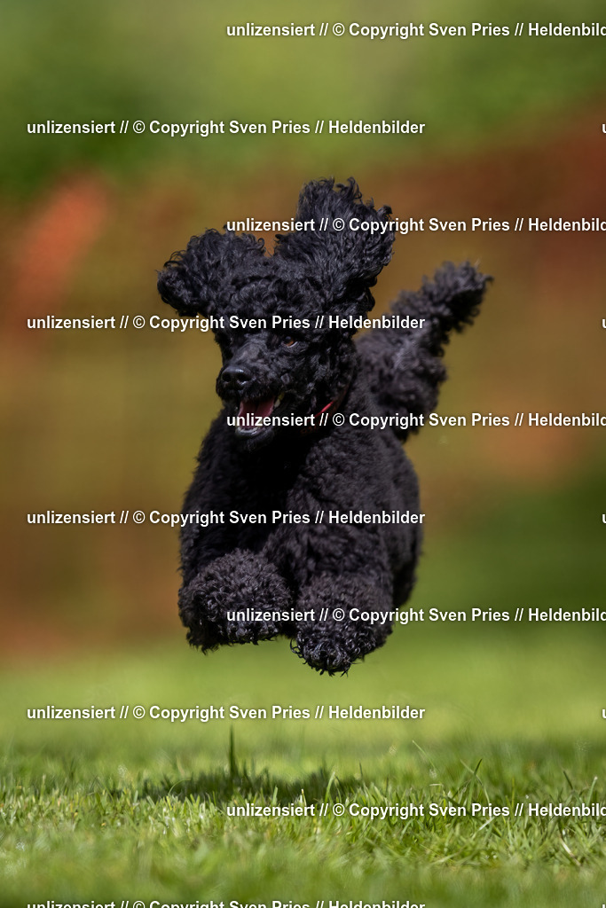 Sven Pries | 2024-04-21 - Hunderennen Baden-Oos
Foto: Sven Pries - Realisiert mit Pictrs.com