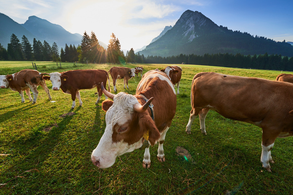 Weidende Kühe im Gegenlicht, im Hintergrund der Gwendlingstein | Tauplitz, Austria - June 25, 2017: Weidende Kühe im Gegenlicht, im Hintergrund der Gwendlingstein. - Realisiert mit Pictrs.com