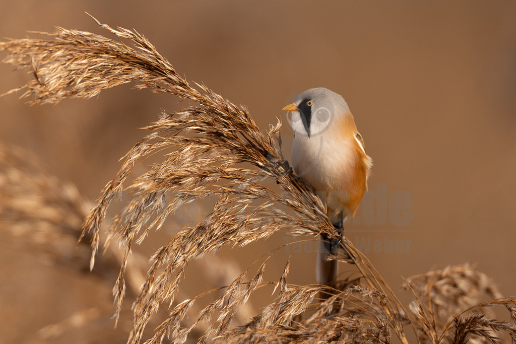 R5NF0833_20241017 | Das Bild zeigt eine männliche Bartmeise (Panurus biarmicus), die auf einem Schilfhalm sitzt. Der Vogel hat ein graues Gefieder am Kopf, einen schwarzen Bartstreif und eine orangefarbene Brust. Er hält sich an einem braunen, trockenen Schilf fest. Die Interaktion besteht darin, dass der Vogel das Schilf als Sitzplatz nutzt. - Realisiert mit Pictrs.com