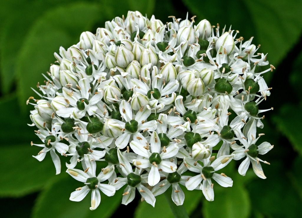 Lauchblüte01 | lucisnaturbilder - Realisiert mit Pictrs.com