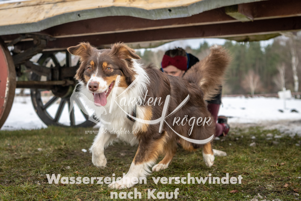 0936_ZZ90950 | kk-dogfotos