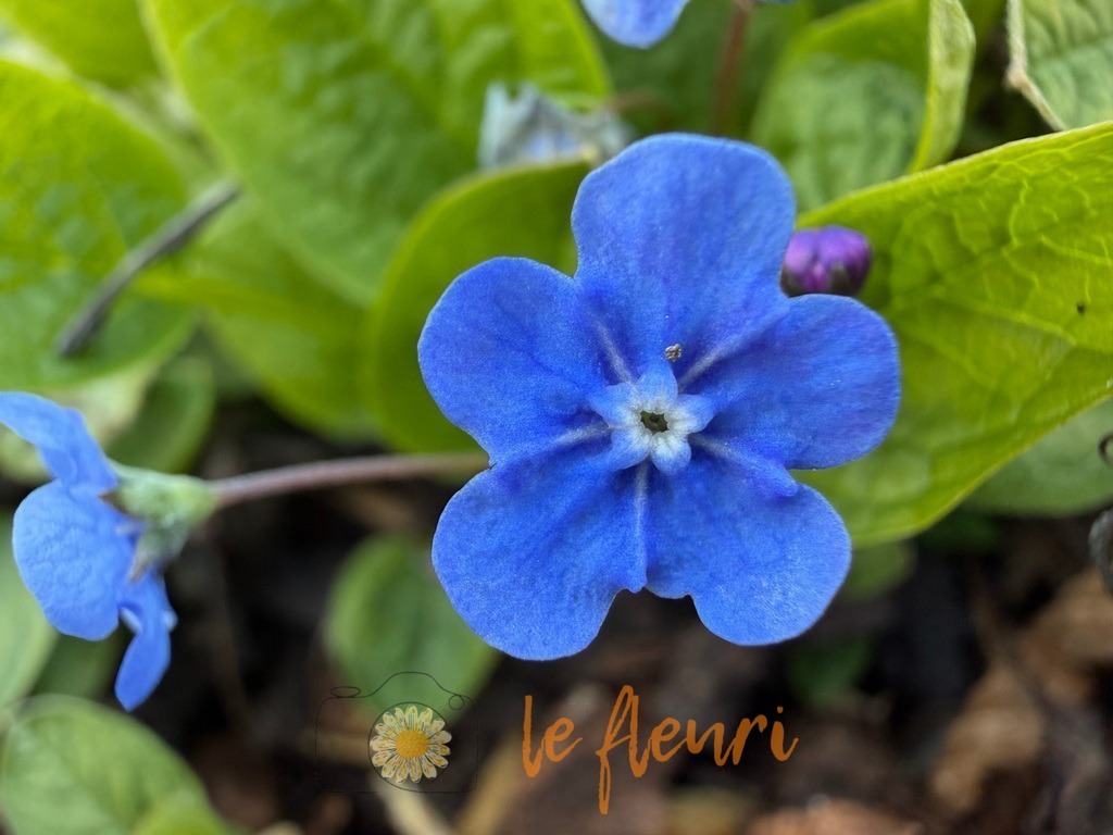 IMG_2774 | Dies ist der Shop von Florian Blum - le fleuri. Langenthal, Bern, Schweiz. Sie können hier meine oder ihre eigenen Fotos als Fotoprodukte kaufen. Tassen, Schlüsselanhänger, Taschen etc. können Sie hier gestalten.  - Realisiert mit Pictrs.com