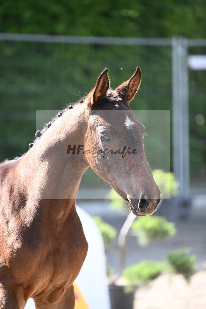 Kat-Nr. 44 SF Vagabond de la Pomme_Diez_12230181 | hf-fotografie - Realizzato con Pictrs.com