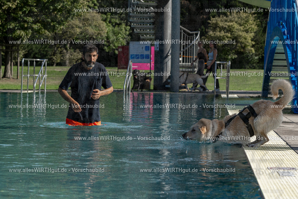 Hundeschwimmen_Volksbad_2026-allesWIRTHgut_Tierfotografie-2609061554-FAY07334 | Professionelle Tierfotografie in Mönchengladbach von Daniel Wirth (allesWIRTHgut). Liebevolle & natürliche Bilder von Hunden & Katzen für unvergessliche Erinnerungen.