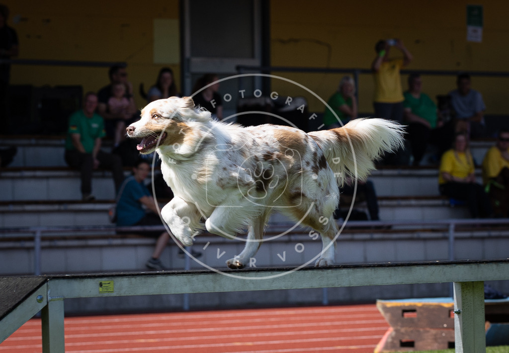Pfotenfotografie_DV3A8268 | Hundefotografie, Tierfotograf, Pfotenfotografie, Fotoshooting Hund, Hunde Portrait, Hundesport, Hundeportraits, Heideshooting, Hunde, Sportfotograf, Hundefotograf, Turnierhundsport, THS,  - Realisiert mit Pictrs.com