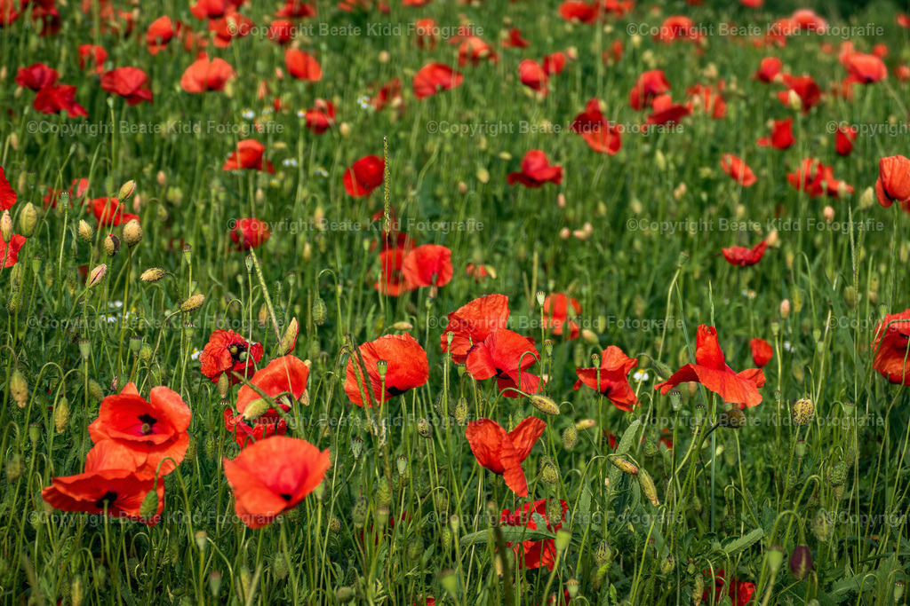 P1410357 | beatekidd-fotografie - Realisiert mit Pictrs.com