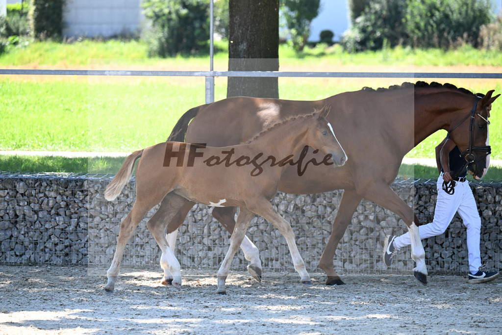 Kat-Nr. 6 Santos x Johnson_SF_Voglsang_26250376 | hf-fotografie - Realisiert mit Pictrs.com