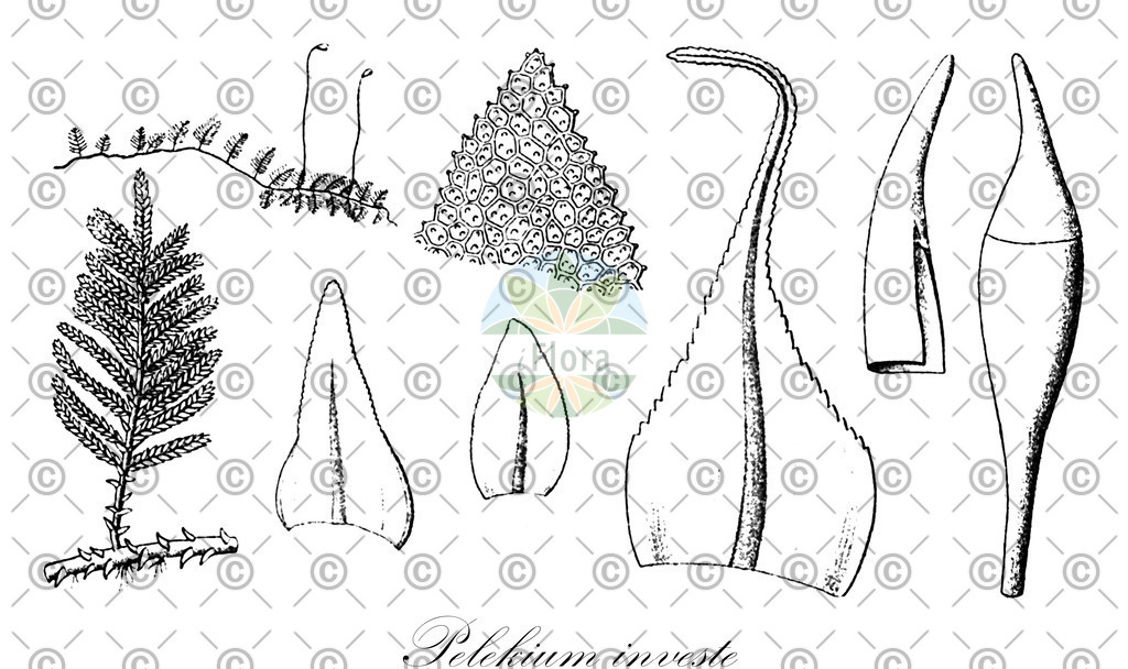 HistAbb_wfo-0001150603_1_ENZY_Simple | Historische Abbildung von Pelekium investe - Thuidiaceae | Historical Illustration of Pelekium investe - Thuidiaceae