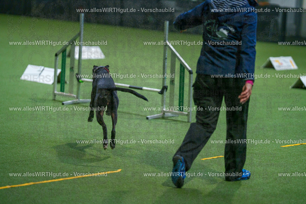 7R503198 | Professionelle Tierfotografie in Mönchengladbach von Daniel Wirth (allesWIRTHgut). Liebevolle & natürliche Bilder von Hunden & Katzen für unvergessliche Erinnerungen.