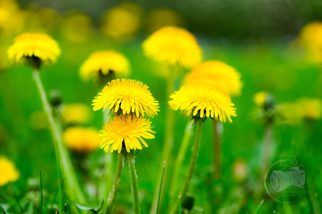 _DSC5407 | Shop für Prints Landschaftsfotografie Sächsische Schweiz Naturfotografie in Thüringen Fotos vom Findlingspark Nochten Kloster Sankt Marienstern Bilder Festung Königstein PanoramaRhododendronpark Kromlau FotogalerSchleswig-Holstein Küstenlandschaften