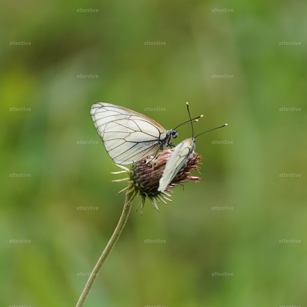 Baum-Weißling | Rheinschlucht, Graubünden, Schweiz - Realisiert mit Pictrs.com