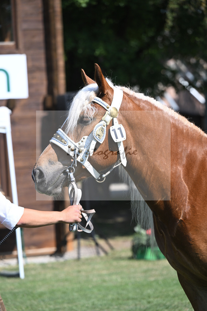 Kat-Nr. 11 Pelipa_Poeschl_20230157 | hf-fotografie - Realisiert mit Pictrs.com