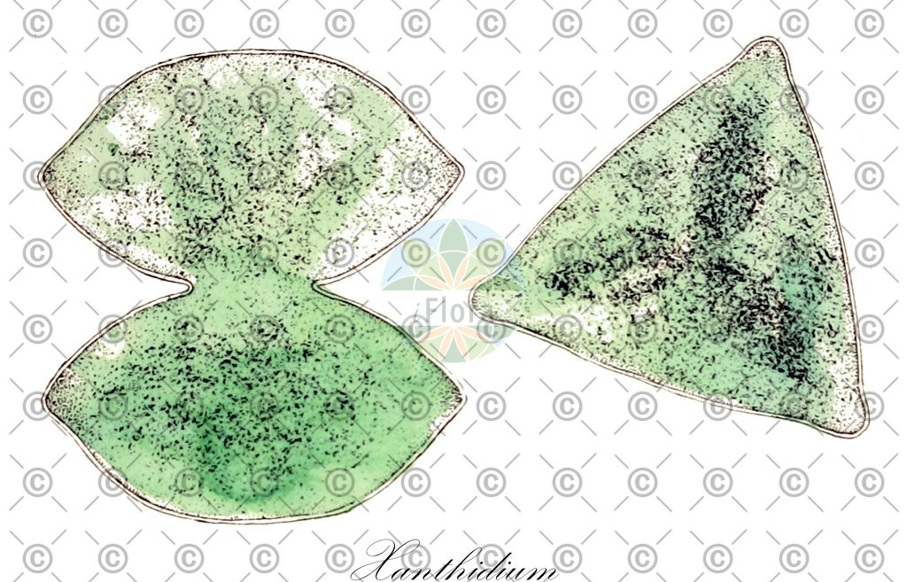 HistAbb_EMP_130781_5_FloraD_Simple | Historische Abbildung von Xanthidium - Desmidiaceae (0) | Historical Illustration of Xanthidium - Desmidiaceae (0)