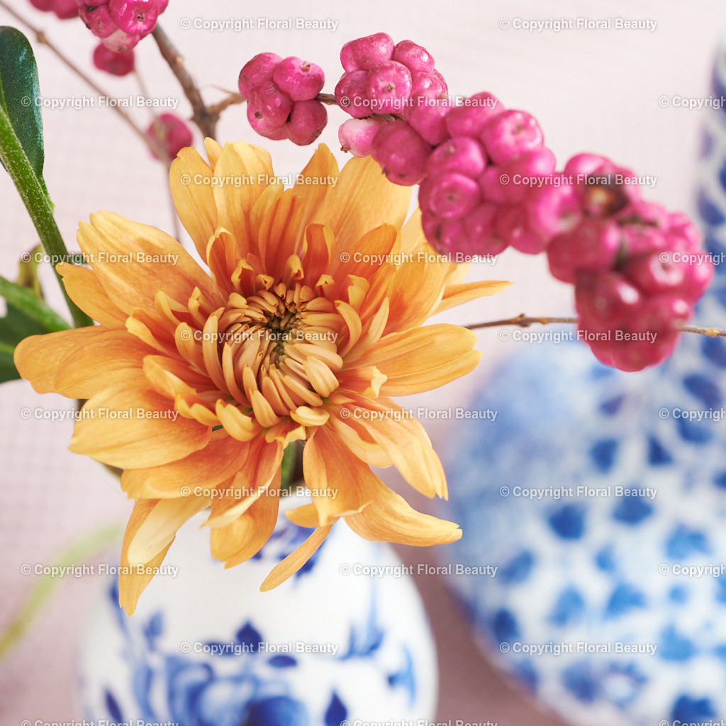 Blau-weiße Vasen mit Montbretien auf rosa | zwei kleine blau-weiße Vasen mit oranger Montbretie auf rosa Untergrund, quadratischer Druck als Wandbild - Realisiert mit Pictrs.com