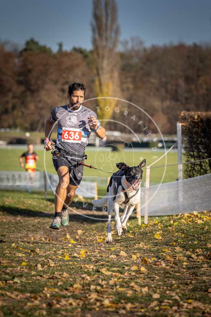 CaniXpix_DV3A0218 | Hundefotografie, Tierfotograf, Pfotenfotografie, Fotoshooting Hund, Hunde Portrait, Hundesport, Hundeportraits, Heideshooting, Hunde, Sportfotograf, Hundefotograf, Turnierhundsport, THS,  - Realisiert mit Pictrs.com